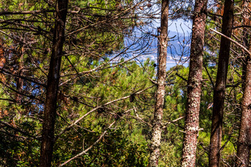 Flora en las Islas Cíes, Galicia.