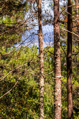 Obraz premium Flora en las Islas Cíes, Galicia.