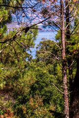 Flora en las Islas Cíes, Galicia.