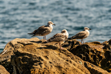 Gaviota en las Islas Cíes, Galicia.