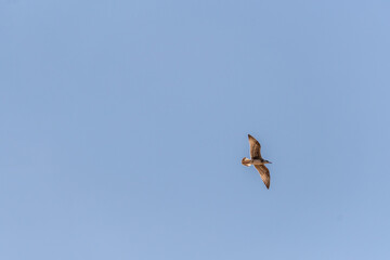 Gaviota en las Islas Cíes, Galicia.