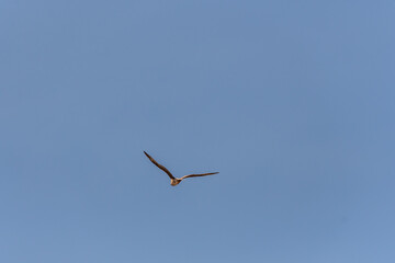Gaviota en las Islas Cíes, Galicia.