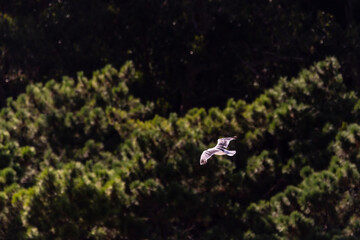 Gaviota en las Islas Cíes, Galicia.