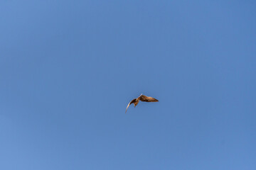 Gaviota en las Islas Cíes, Galicia.