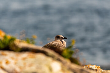 Gaviota en las Islas Cíes, Galicia.