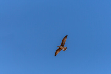 Gaviota en las Islas Cíes, Galicia.