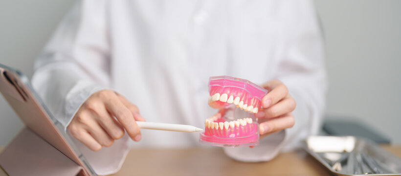 Dentist with tooth Anatomy model. Oral Teeth and disease, Scrape off tartar. March Oral health, Dentist Day, False Teeth. Toothache and Children Dental Health Month and Orthodontic Health Day