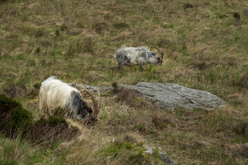 Mountain goats, on the slopes of Snowdonia, north Wales. The goat has large, curved horns