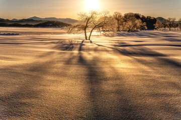 Fototapeta premium 福島県北塩原村 檜原湖 冬の朝