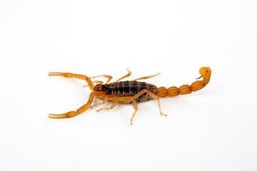 Field Scorpion // Feldskorpion  (Buthus elongatus) - Spain