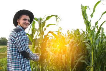 Sunny corn field. Amidst his expansive field, a dedicated farmer meticulously inspects a green corn...