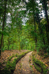 Jungle in the El Arenal National Park, Costa Rica