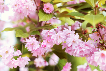 Spring cherry blossom in full bloom. Close-up macro shot of pink Sakura flowers on a branch in japan. Peach bloom. Background of spring white blossoms tree in nature outdoors. Selective focus.	