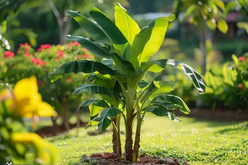 Türaufkleber Banyah Plant in Garden © Rehan