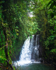 Jungle in the El Arenal National Park, Costa Rica