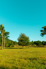 Arbol de la Vida