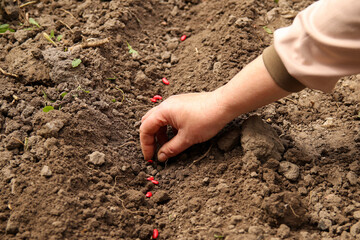 Hand planting seedlings in soil, nurturing the growth of vegetable or plant seedlings. Close up. Red seedling