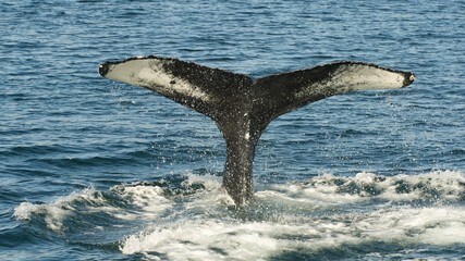 Whale watching Ísafjörður, Iceland (sequence 03)