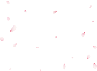 Falling Sakura Petals