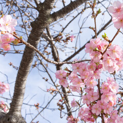 河津桜