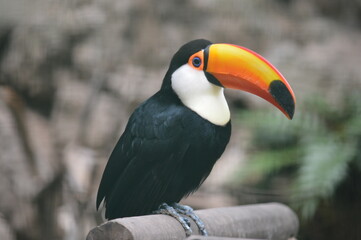 toucan on a tree © Tamara