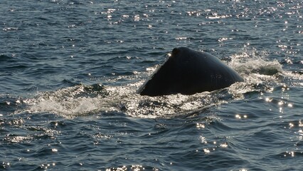 Whale watching Ísafjörður, Iceland (sequence 04)