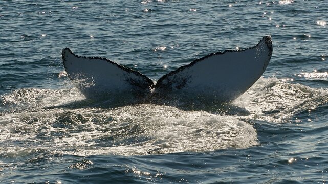 Whale watching &Iacute;safj&ouml;r&eth;ur, Iceland (sequence 04)