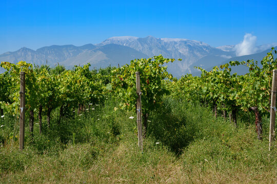Country landscape near Orsogna and Bucchianico, Abruzzo, Italy