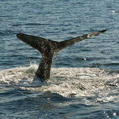 Whale watching Ísafjörður. Iceland