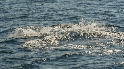 Fototapeta premium Whale watching Ísafjörður. Iceland