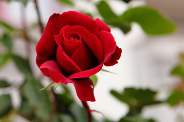 a red rose blooming in a garden close up