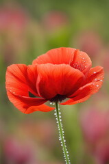 Vibrant red poppies with dewdrops on their petals