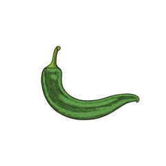 hand drawn green chili in engraving style