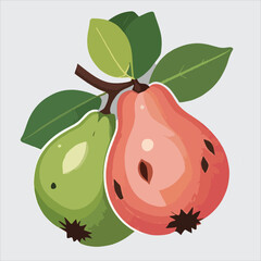 vector of guava