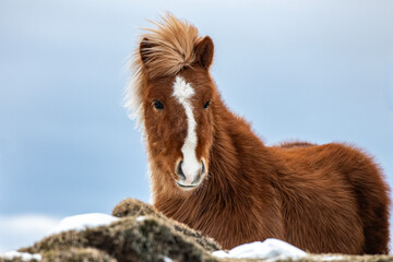 Icelandic pony in a winterlandscape in Iceland.