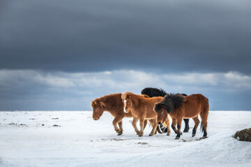 Icelandic ponies in a winterlandscape in Iceland.