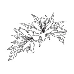 Lily Flowers Bunch Linear Drawing - 740003615