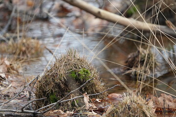 grass in waalkre, meertjesven, forest, high water level