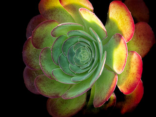 Succulent plant
