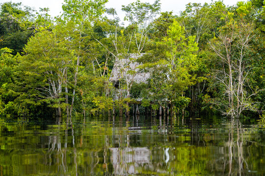 CRECIENTE DE LOS R&Iacute;OS EN LA SELVA, AGUA ALCANZANDO HASTA LAS VIVIENDAS DE LOS POBLADORES AMAONICOS.
