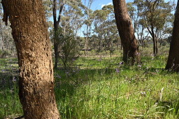 Countryside landscape, Rural Victoria Australia 