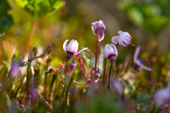 Closeup of tiny blooming Cranberry flowers on a late spring day in a wetland in Estonia, Northern Europe