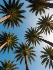 Fototapeta na wymiar Underneath View of the Towering Palm Trees Under Azure Sky
