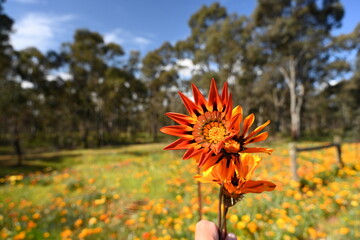 Gazania wild flowers, weeds in the outback. Australia 