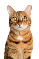 Close-up portrait of a Bengal cat on a white background.