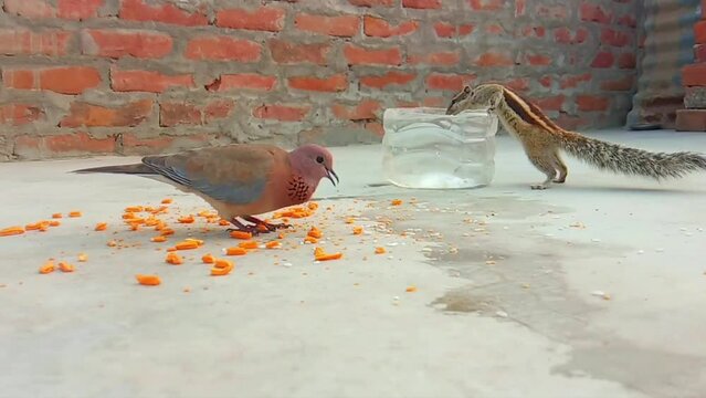 bird and squirrel eating crumbs in backyard video