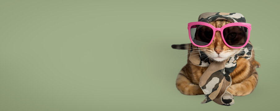 Funny cat in pink glasses and a summer scarf