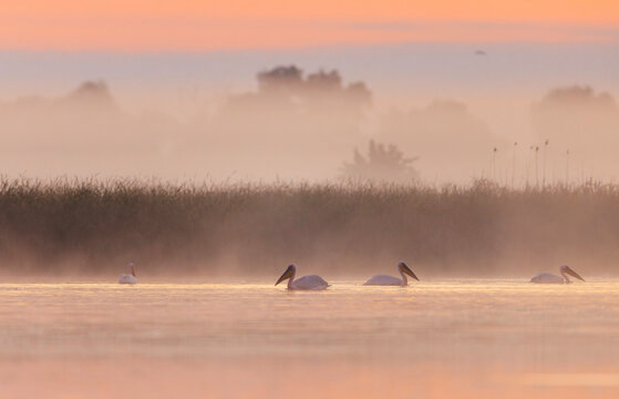 Serene Avian Gathering: Pelicans and Egrets Adrift in Danube Delta Lake