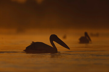 Fototapeta na wymiar Majestic Pelican Drifting Gracefully on Danube Delta Waters