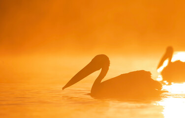 Fototapeta na wymiar Serene Avian Duos: Pelicans and Egrets Gracefully Glide Across Danube Deltas Waters